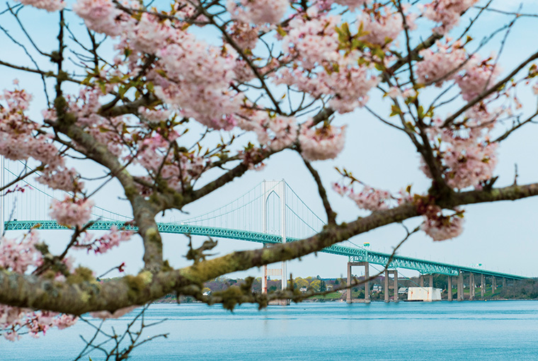 Newport Pell Bridge in the background with cherry blossoms on the U.S. Naval War College campus.
