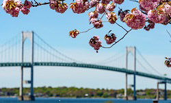 Newport, RI Pell bridge with flowers in background